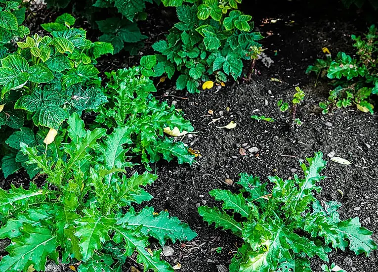 weeds in a lawn or garden