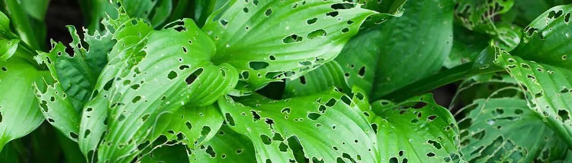 broadleaf leaves with large holes in them from an invasive insect eating them