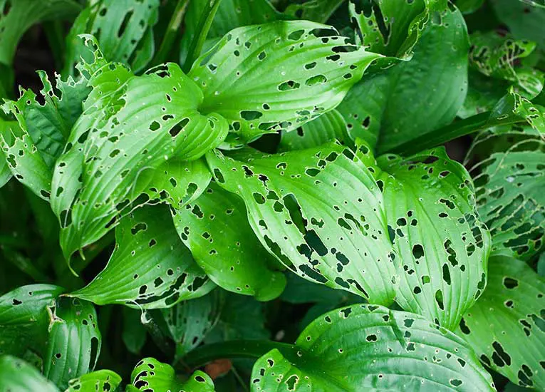 broadleaf leaves with large holes in them from an invasive insect eating them