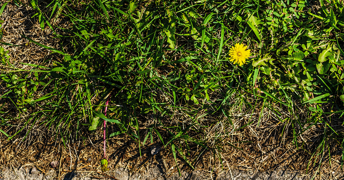 close-up view of a lawn with various weeds including dandelions