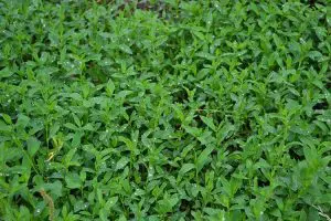 close-up view of Knotweed