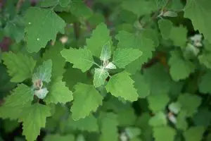 close-up view of Lamb’s Quarter weeds