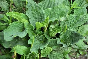 close-up view of Plantain weeds