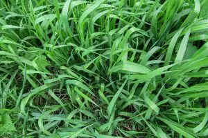 close-up view of Quackgrass weeds