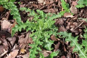 close-up view of a Thistle weed growing in a mulched area