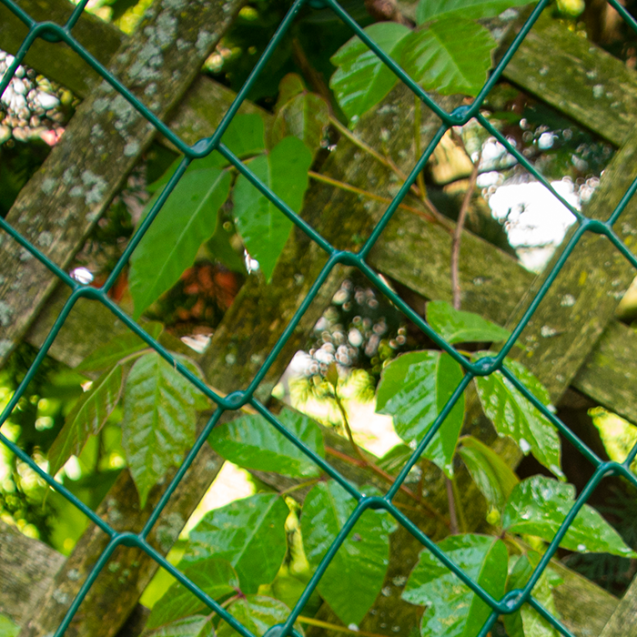 poison ivy winding up the side of a wooden fence