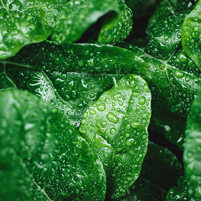close up view of bright green leaves with lots of water droplets on them treated with GripStick Spray