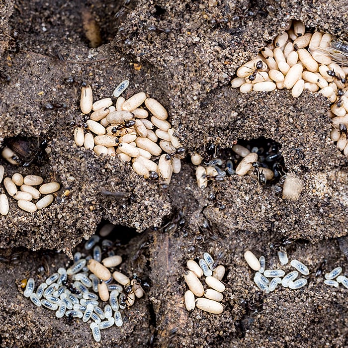 close up view of ants and grubs in the dirt
