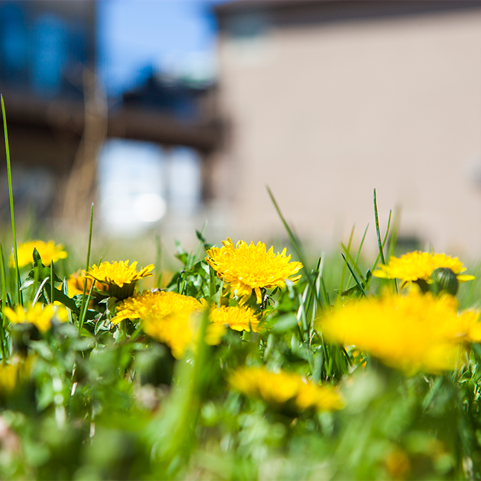 close up view of dandelions