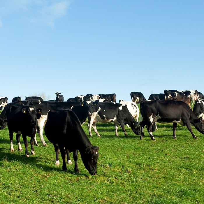 herd of cows eating grass in a green pasture
