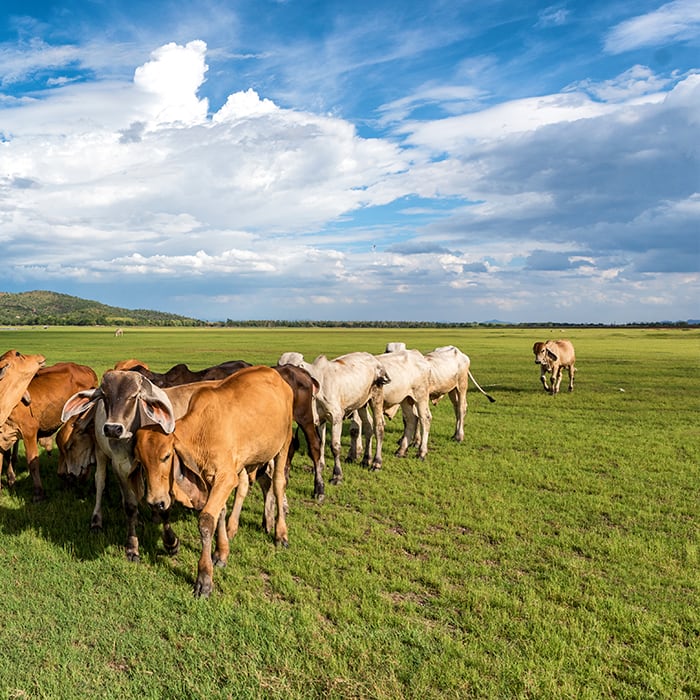 group of cattle walking on a green pasture