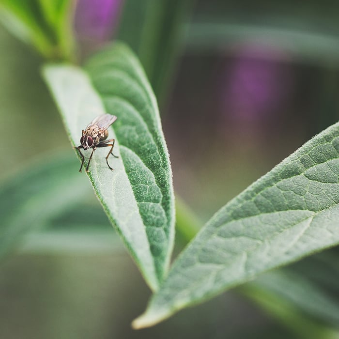 close up view of an insect on a narrow leaf