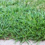 Sandbur & Crabgrass Preventer | Weed Control | IKE's Products