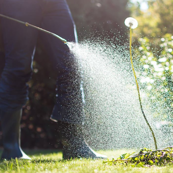 person spraying product on a very tall dandelion