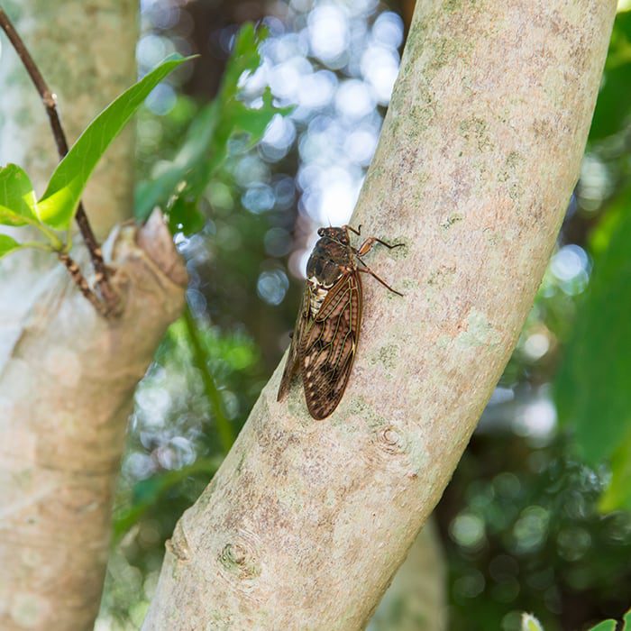 close up view of an insect on a tree branch