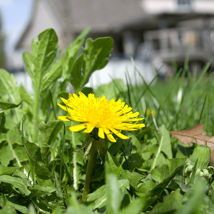 close up view of dandelions