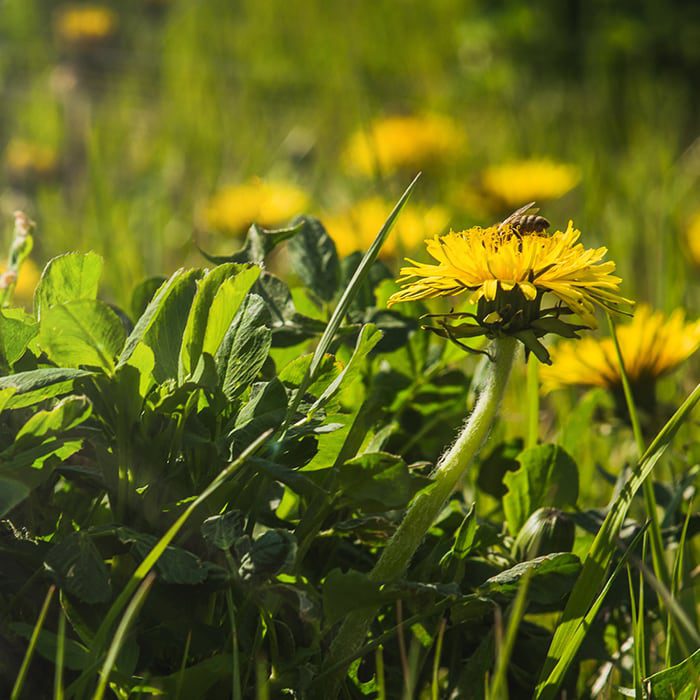 close up view of dandelions and other weeds