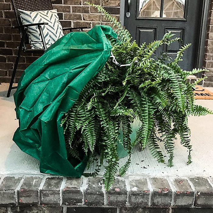 IKE'S Frost Armor Frost Protection bag around a large plant