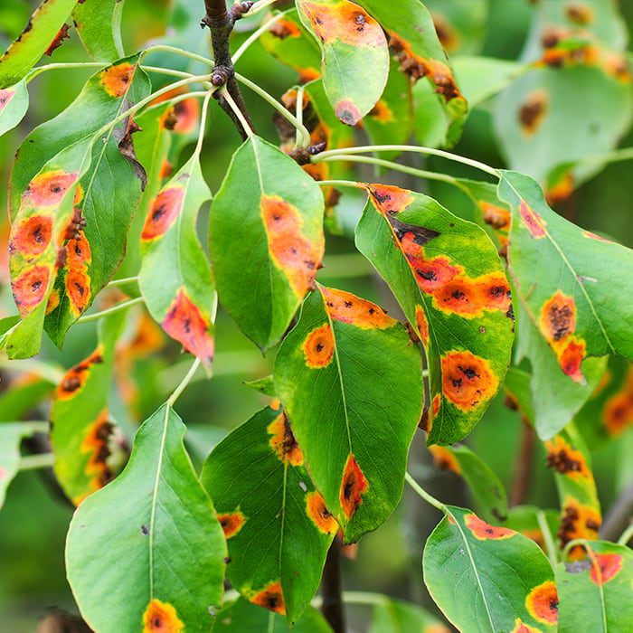 close up of diseased plants