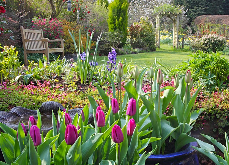 ground-level view of the garden, featuring a bird bath, bright pink tulips and other colorful plants