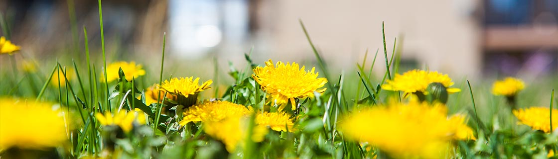 close up view of dandelions