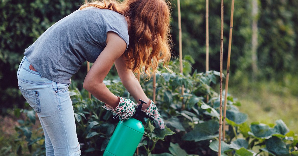 Total Pest Control: The Ultimate In-Home Insect Protection - Ike's Farm ...