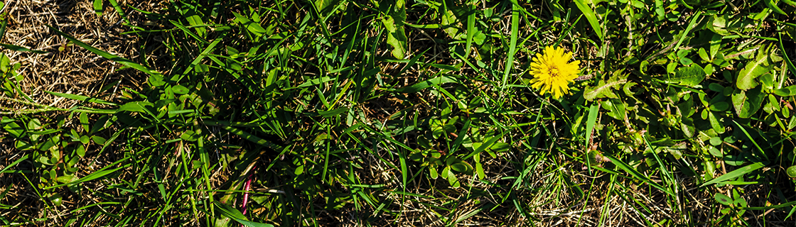 close-up view of a lawn with various weeds including dandelions