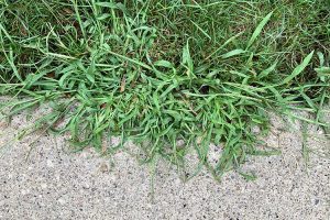 close-up view of Crabgrass at the edge of a lawn, hanging over onto the sidewalk