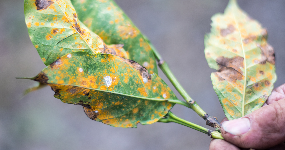 How to Spot and Stop Fungal Plant Diseases